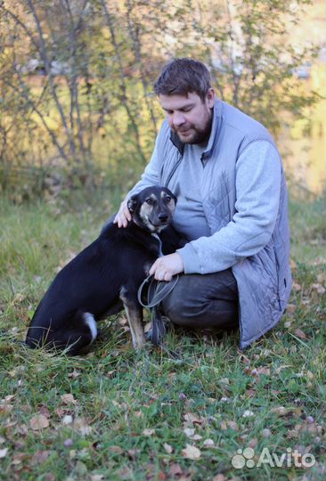 Собака в добрые руки