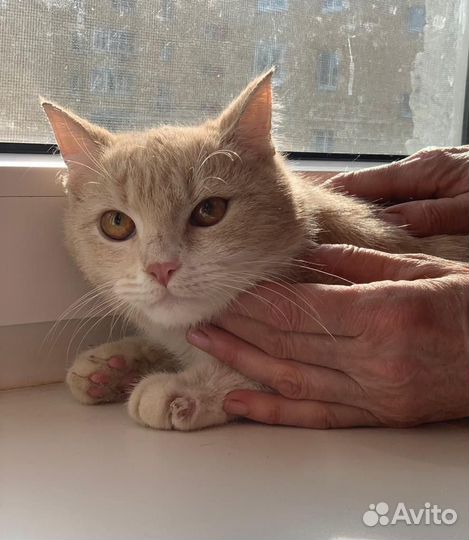 Котенок мальчик ищет дом