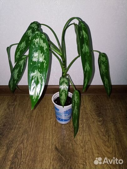 Аглаонема Гибискус Китайская роза