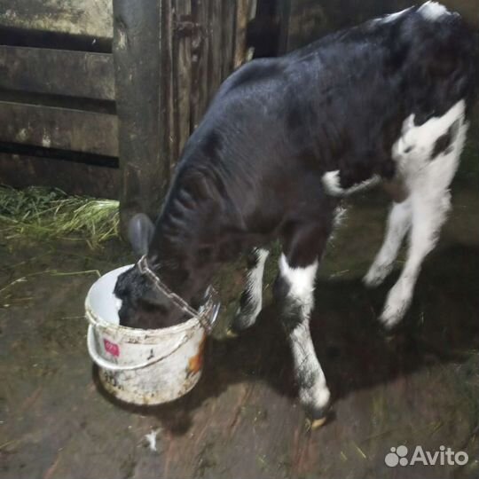 Телята телочки