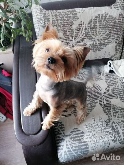 Вязка йоркширский терьер