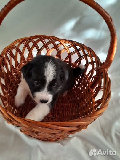 Щенки Бордер-колли