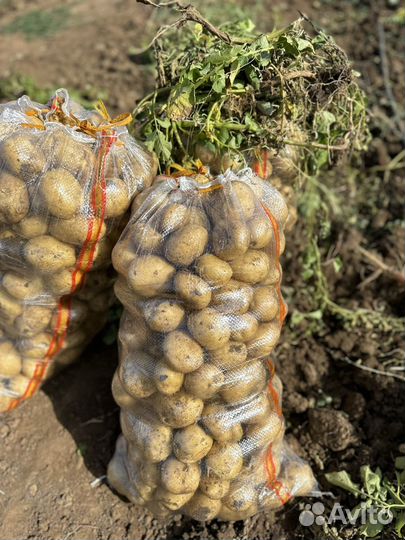 Картофель оптом