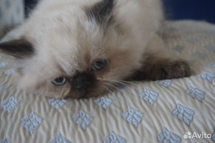 Персидские братики