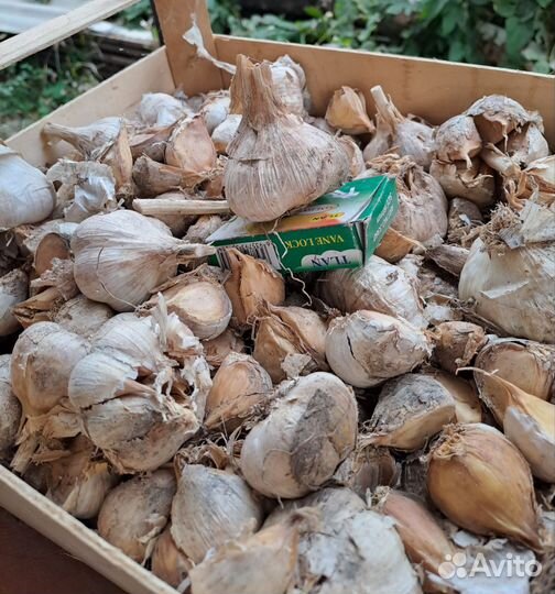 Чеснок на посадку любаша