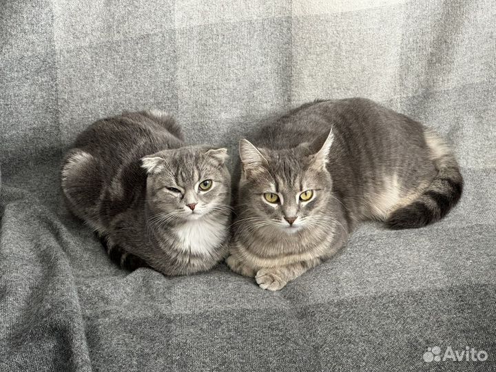 Кошка в добрые ручки