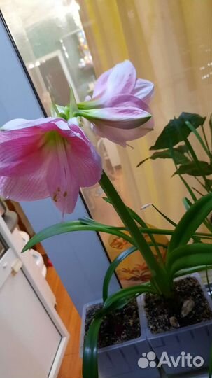 Гиппиаструм детка