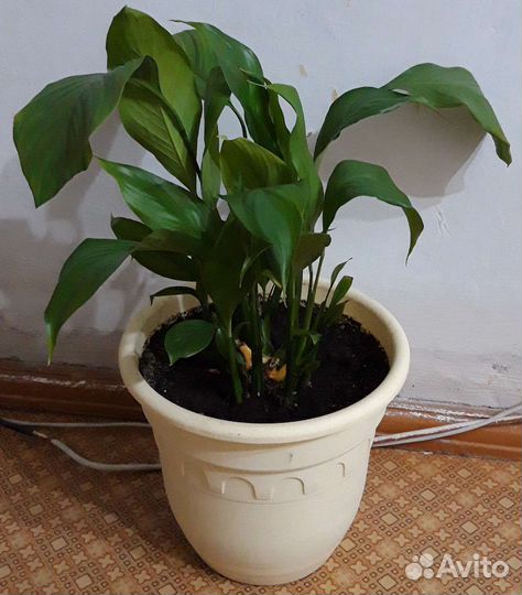 Комнатные цветы