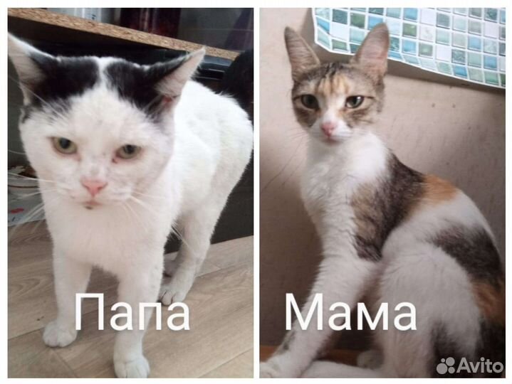 Котята