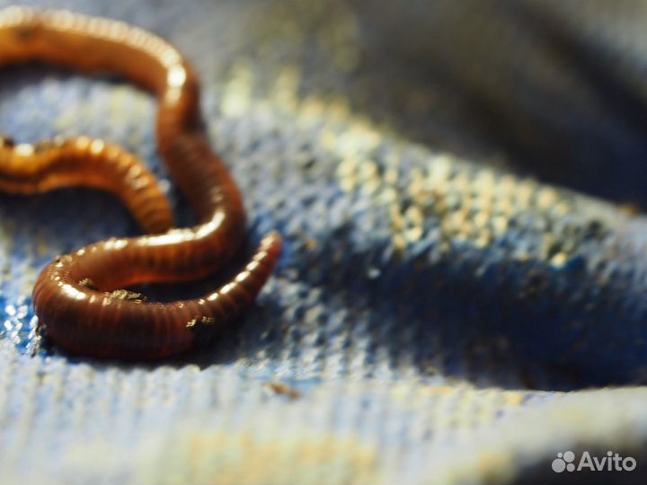 Червь «Красный маньчжурец» для компоста и рыбалки