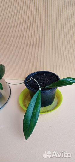 Хойя финлайсони