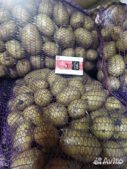 Картофель Галла