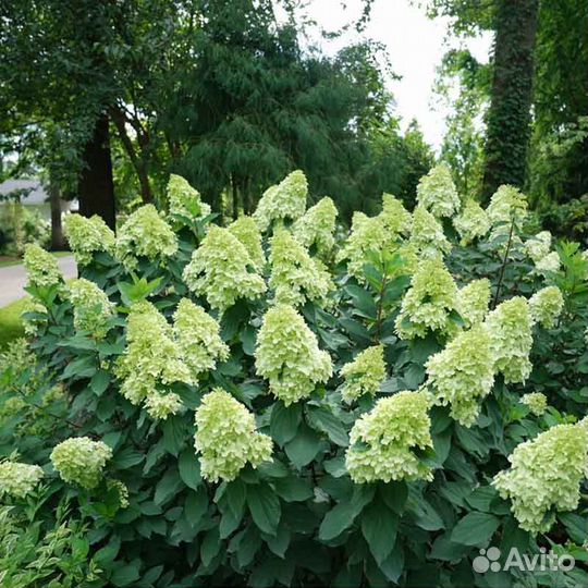 Гортензия метельчатая разных сортов