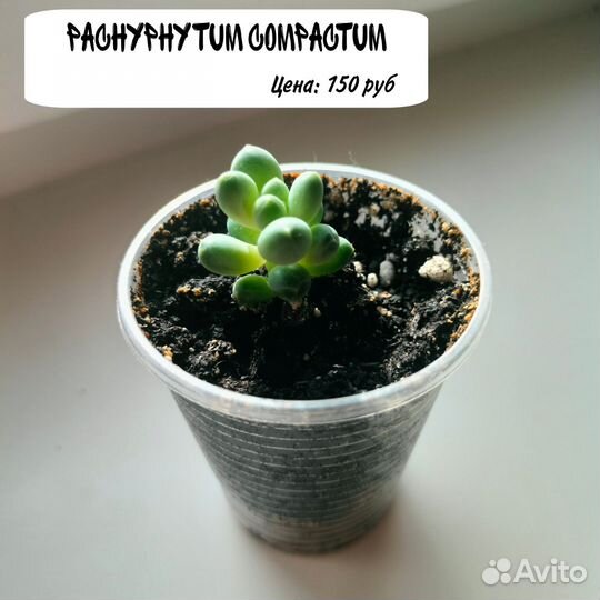 Суккуленты