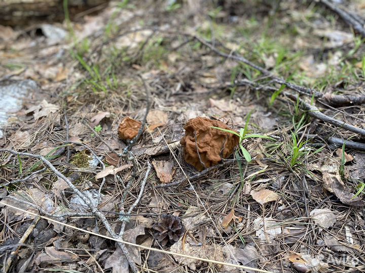 Грибы свежие строчки