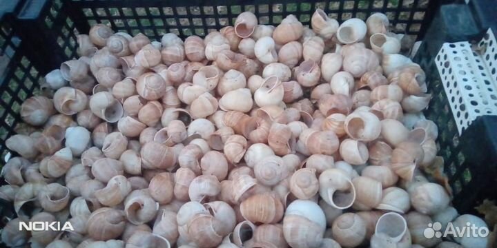 Раковины виноградной улитки