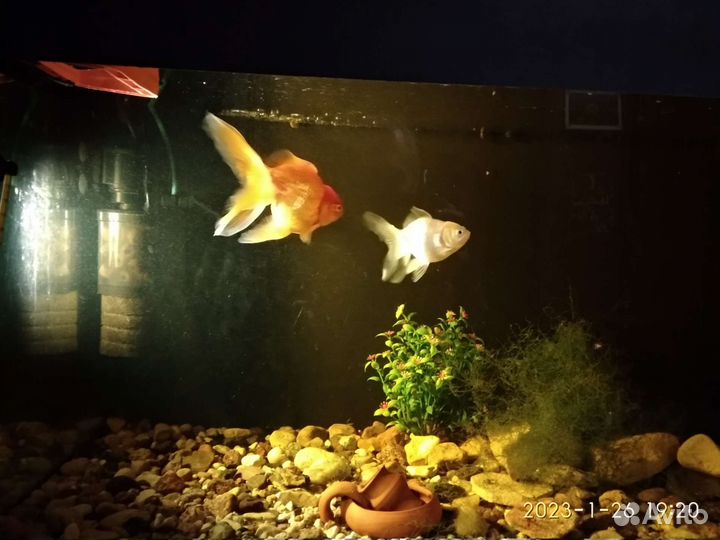 Аквариум с Золотой рыбкой продам