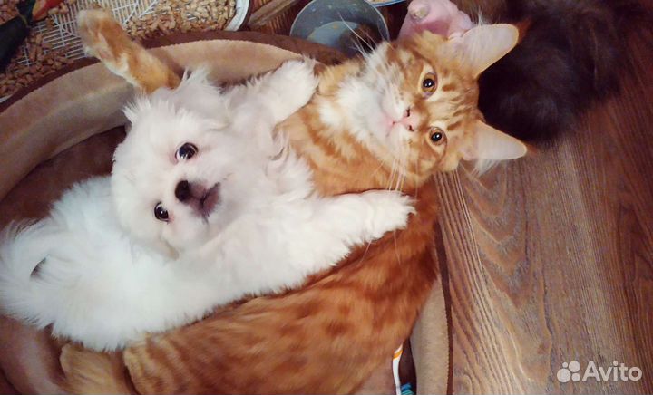 Мейн-кун вязка