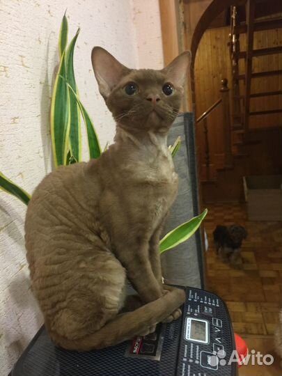 Кошечки циннамон и шоколадный пойнт