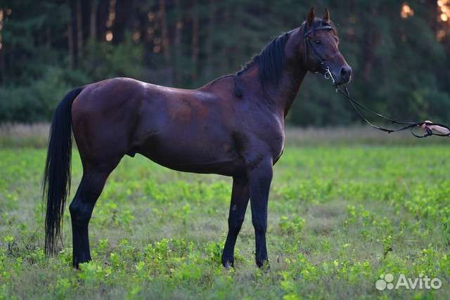 Полукровный спортивный жеребец, 175в/х