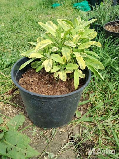 Декоративные растения