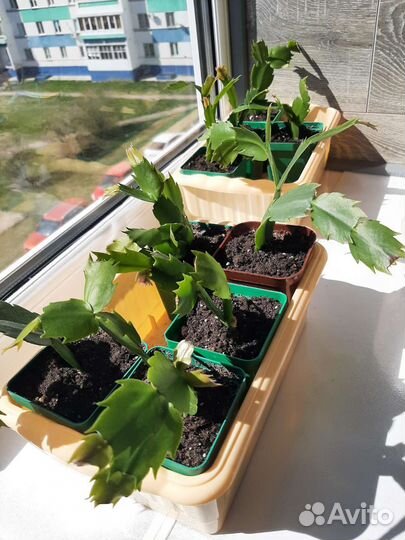 Декабрист белый сортовой