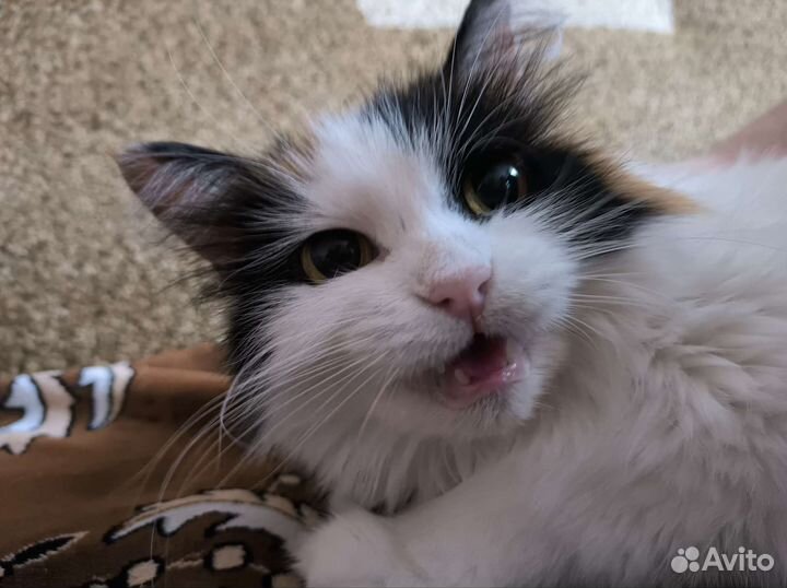 Розочка ищет дом