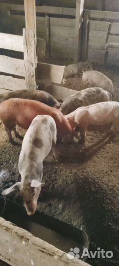 Поросята