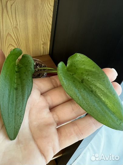 Дримиопсис