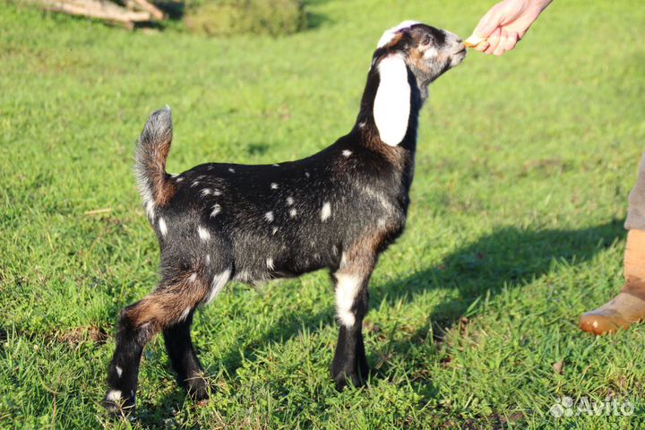 Продажа козлят