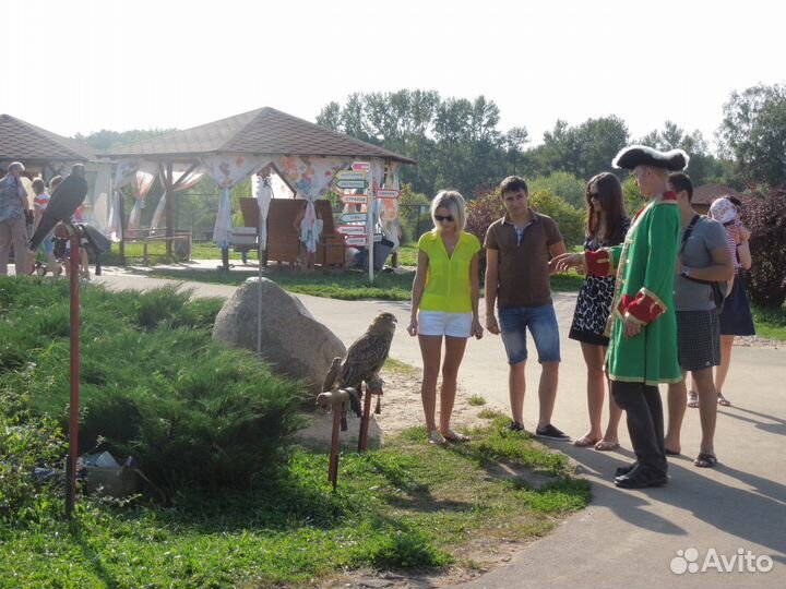 Хищные птицы