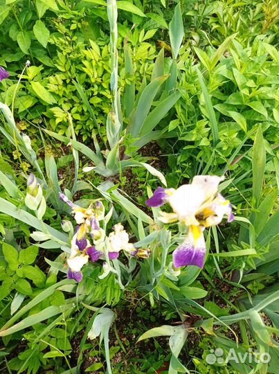 Ирисы и лилейники