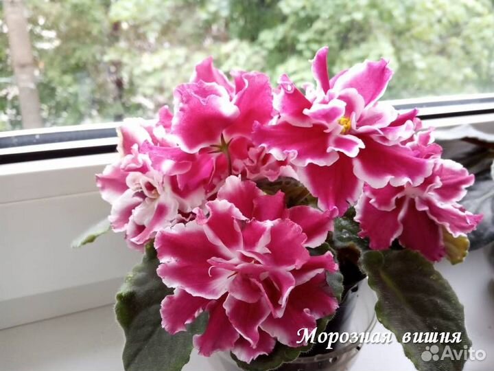 Узамбарские фиалки