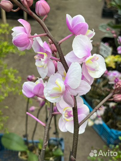 Орхидея фаленопсис мультифлора
