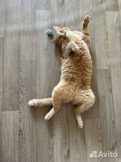 Котик в дар