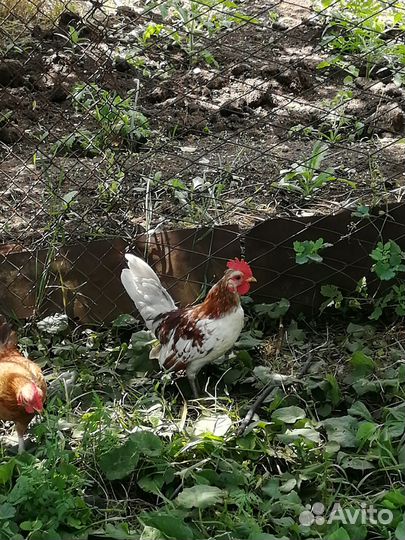 Декоративные петушки