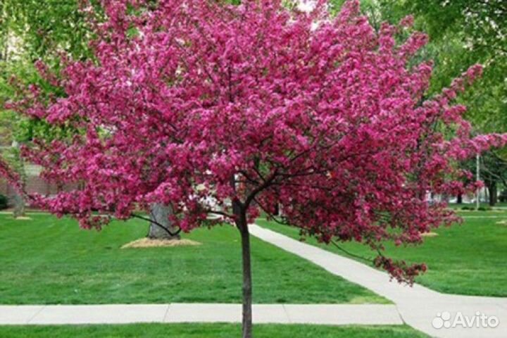 Яблоня пурпурная декоративная