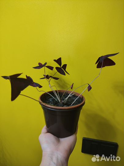 Комнатные растения цветы