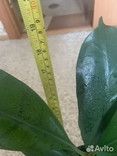 Фикус бокальчатоприлистниковый