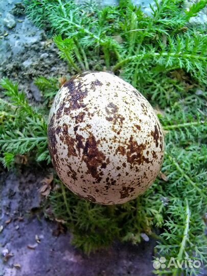 Яйца перепелиные