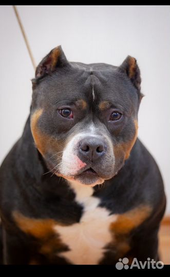 Американский булли Иракли открывается на 2 вязки