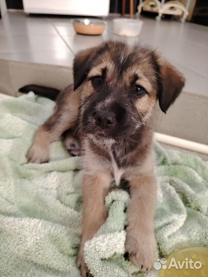 Щенки дворяне в добрые и заботливые руки