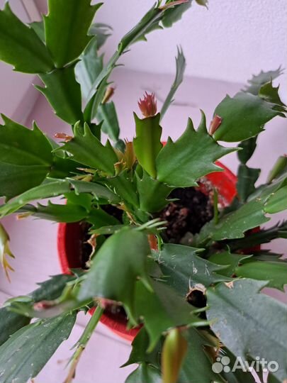 Декабрист красный