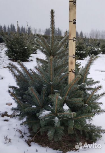 Ель голубая (оптом)