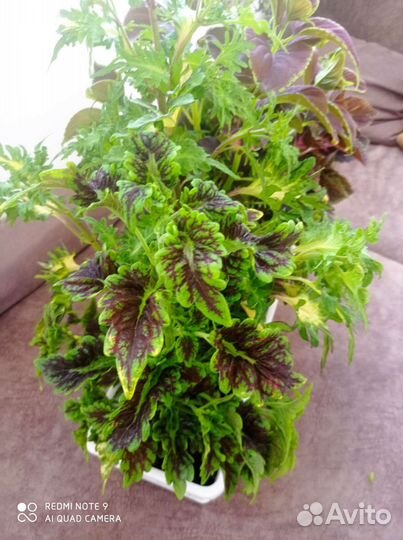 Новые сорта колеусов