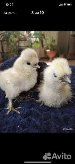 Подрощенные китайские шелковые цыплята