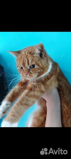 Шотландский котёнок