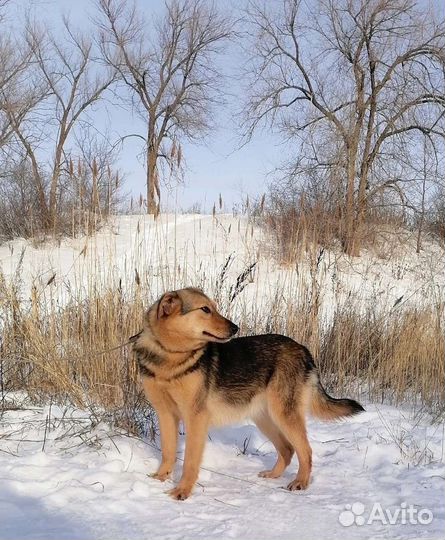 Собака Скарлет