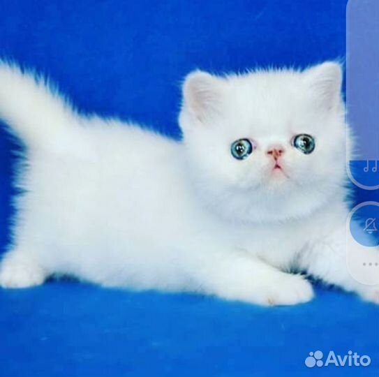 Белая экзотическая малышка