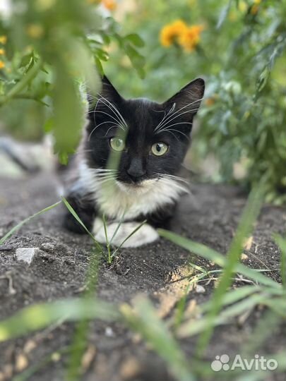 Черные котики и серые